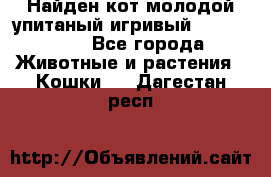 Найден кот,молодой упитаный игривый 12.03.2017 - Все города Животные и растения » Кошки   . Дагестан респ.
